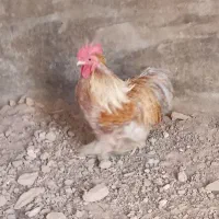 انگشترهممعاوضع