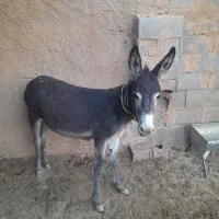 کره خر