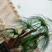 درختچه سالم