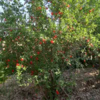 فروش زمین باغی بر کوچه ۵۰۰ متر با سهمیه اب