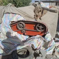 برگ زن چغندر