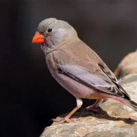 سهره