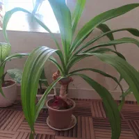 گل ذرتی 3ساله|گل و گیاه طبیعی|کوه چنار, |دیوار