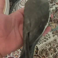 بچه عروس هلندی نر|پرنده|زنجان, |دیوار