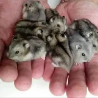 دنیای همستر در مرکز اصلی جوندگان.متن اگهی مهم است|موش و خرگوش|اصفهان, بهاران|دیوار