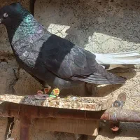 کبوتر دمسفید جوجه طوقی|پرنده|درگز, |دیوار