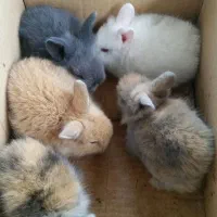 فروش 5 بچه خرگوش لوپ یکجا