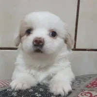 چندین کوچولو خانگی