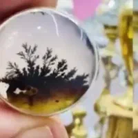 انگشتر شجر