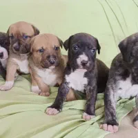 توله سگ پیت بول