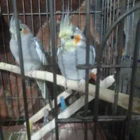 یک جفت عروس هلندی سرحال سخنگو