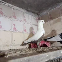 دمقهوای|پرنده|آباده, |دیوار