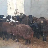 فروش چند راس بره نر افشاری چاق نقدی|حیوانات مزرعه|کاشان, آیت الله سعیدی|دیوار