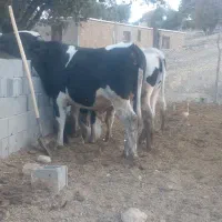 گوساله|حیوانات مزرعه|پاتاوه, |دیوار