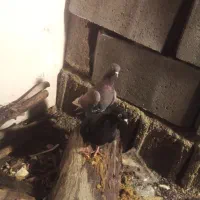 یک جفت کبوتر خوب