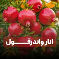 فروش انواع نهال های تجاری و پربار لیبل دار