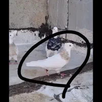 طوقی ماده|پرنده|کبودرآهنگ, |دیوار