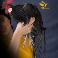 مرغ و خروس زینتی فونیکس فنیکس دم بلند