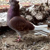 کبوتر ماده|پرنده|مشگین شهر, |دیوار