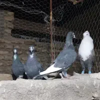 پلنگ سر سفید گلی