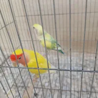 فروش یک جفت طوطی برزیلی با دو جوجه تازه ازتخم