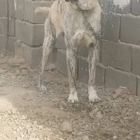 سگ ماده نر توله نگهبان واگذاری جانواری گله ای|سگ|جوادآباد, |دیوار