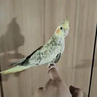 عروس هلندی دو ساعت پیش از خونه فرار کرده