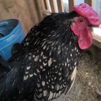 مرغو خروس جاپنیز مینیاتوری