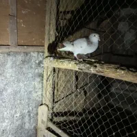 کبوتر|پرنده|برازجان, |دیوار