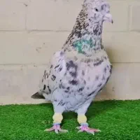 پرنده.کبوتر