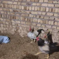 خروس طاقچه