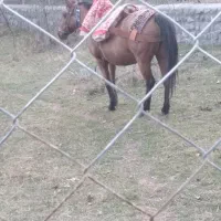 مادیان و کره