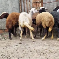 ۷عدد گوسفند شیشک آوستان