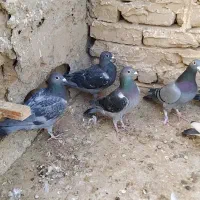 کفتر فروشی|پرنده|آبکوه, |دیوار