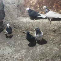 فروش چندعدد رنگی