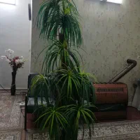 نخل مصنوعی|گل مصنوعی|مشهد, حجاب (شهرک غرب)|دیوار