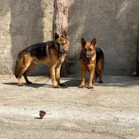 ژرمن کلاسیک شو نگهبان|سگ|شهریار, رامین|دیوار