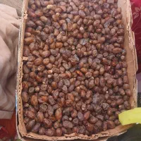 فروشی خرما گنطار