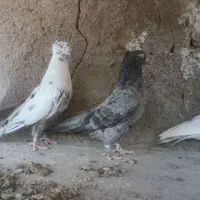 دوازده تا کبوتر