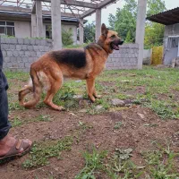 سگ ماده ژرمن