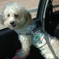 سگ گمشده