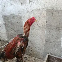 خروس لاری افغان زیر یه سال