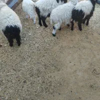 بره|حیوانات مزرعه|خوسف, |دیوار