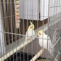 دو عدد عروس هلندی لوتینو|پرنده|تاکستان, |دیوار