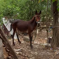 قاطر جوان|حیوانات مزرعه|رانکوه, |دیوار