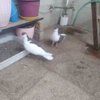 کبوتر ساده وراست