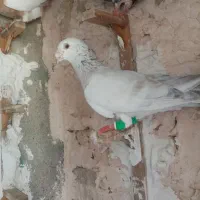 یک سار هودی قلدور نر 600هزار