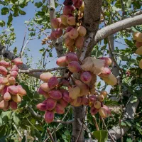 معاوضه زمین پسته با تراکتور