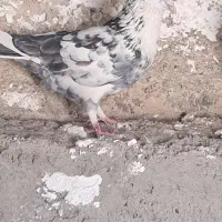 کبوتر