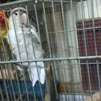 برزیلی مولد|پرنده|ری, دولتآباد|دیوار